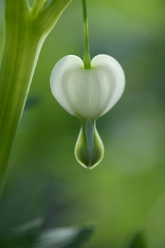 White bleeding heart