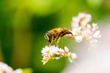 Bienen in Nahaufnahme - Bienenmakro