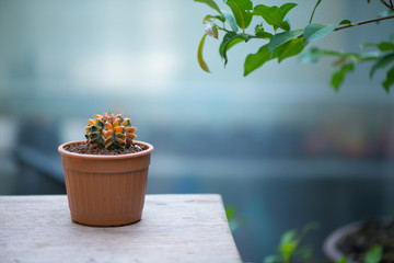 Gymnocalycium cactus in flower pot