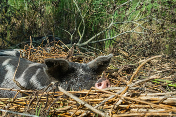Happy, grey and black colored pig resting in the mud. Summertime in &Ouml;sterlen Sweden