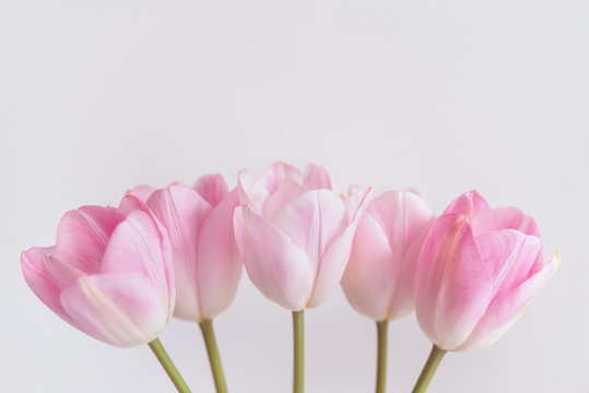 Pink tulips in a row