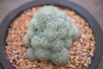 Mammillaria plumosa cactus