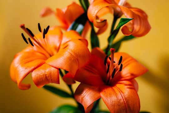 lilies close up