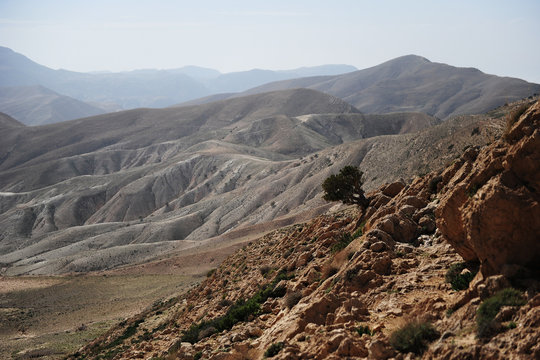 A lone tree clings to a hillside in the world famous Dana Biosphere reserve, Jordan