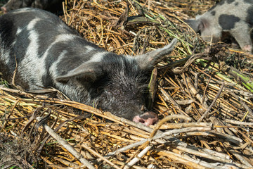 Happy, grey and black colored pig resting in the mud. Summertime in Österlen Sweden