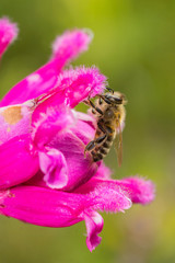 Bienen in Nahaufnahme - Bienenmakro