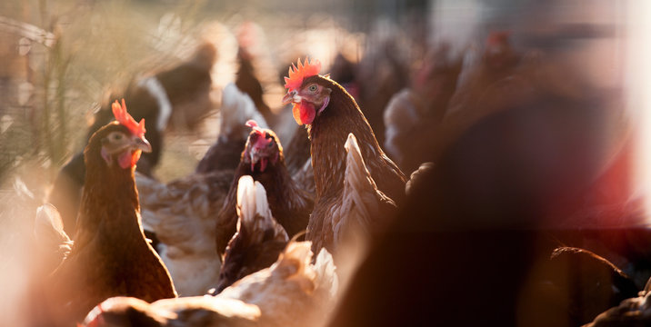 Poulet fermier en plein air