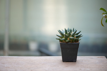 Ariocarpus fissuratus cactus in flower pot