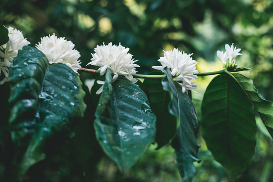 Coffee flowers