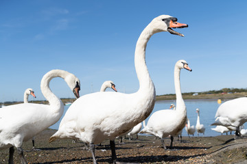 Large White Mute Swans of Hullbridge and Woodham Ferrers Battlebridge Basin on the River Crouch low water level view