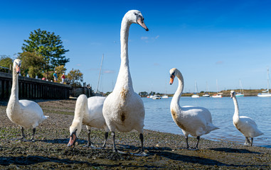 Large White Mute Swans of Hullbridge and Woodham Ferrers Battlebridge Basin on the River Crouch low water level view