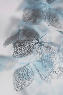 Close up of fading hortensia petals with surreal pale colors