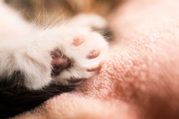 Little kitten on pink blanket, closeup view of paw