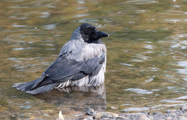 Black bird crow bathing In the lake