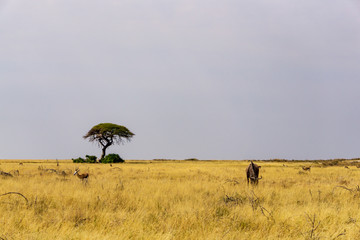 A single tree in front of a nearly endless salt pan with some wildebeest on it.