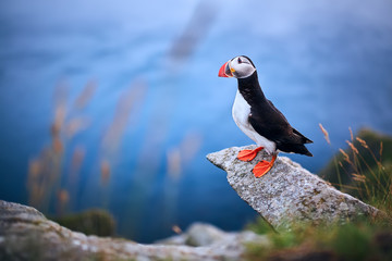 Beautifull portrait of Atlantic Puffin or Common Puffin. Bird in natural habitat on the island Runde, Norway. Wildlife scene.