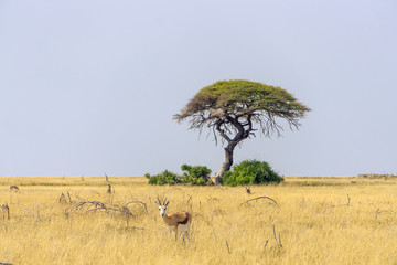 Beautiful landscape with big acacia tree and antelope springbok in the Kalahari desert at evening light, Namibia, Africa