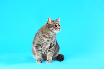 Cute gray tabby cat on light blue background. Lovely pet