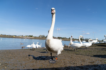 Large White Mute Swans of Hullbridge and Woodham Ferrers Battlebridge Basin on the River Crouch