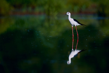 Beautiful shot of Black-winged Stilt (Himanthopus himantophus). Bird with long red legs. Wildlife scene from Czech nature.