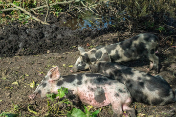 Happy grey, brown and black colored piglets resting in the shadows. Summertime in Österlen Sweden © Jerker