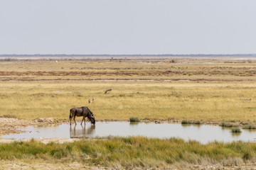 wildebeest drinking etosha wildlife safari