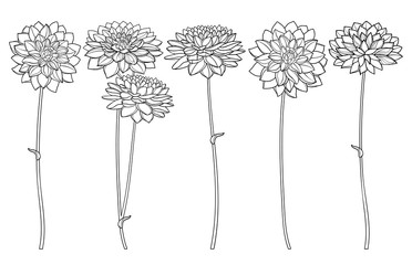 Set with outline ornate Dahlia or Dalia flower bunch in black isolated on white background. - obrazy, fototapety, plakaty