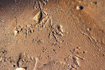 footprints in the sand