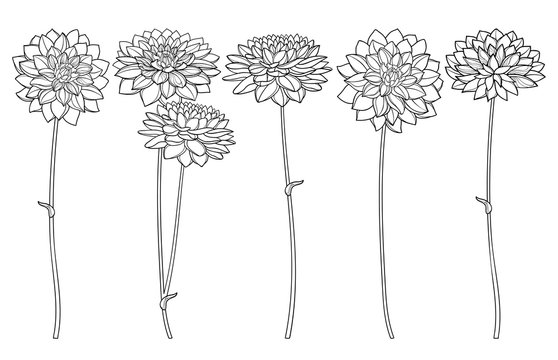 Set with outline ornate Dahlia or Dalia flower bunch in black isolated on white background.
