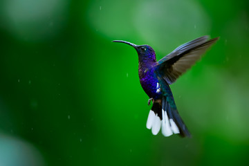 Hummingbird Violet Sabrewing flying on blured background. A beautiful shot of a hummingbird in flight. Wildlife scene from Costa Rica.