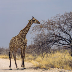 Giraffe eats in the Erindi Private Game Reserve, Namibia