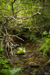 Stream Rackova, High Tatras, Slovakia
