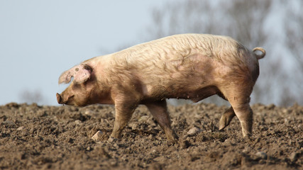 Happy free range pig on a farm