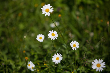Fototapeta premium Flowers