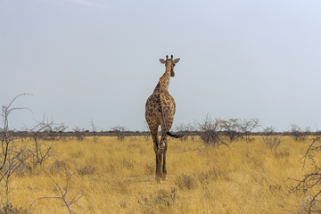 Group of Giraffes walking away from the camera in the Chobe National Park, Botswana.