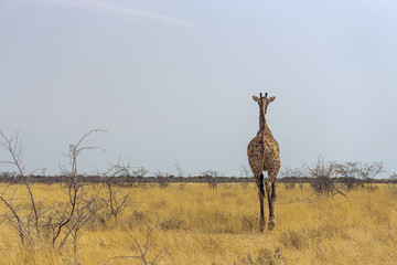 Group of Giraffes walking away from the camera in the Chobe National Park, Botswana.