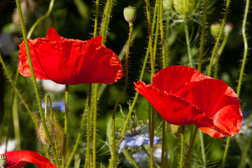 Obraz premium Mohnblüten