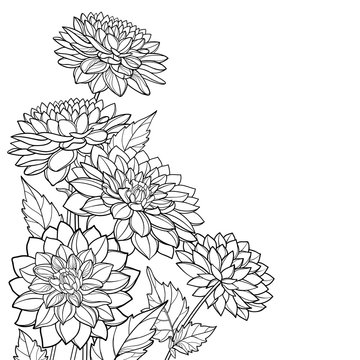 Corner bouquet of outline Dahlia or Dalia flower and ornate leaves in black isolated on white background. 