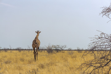 Naklejka na ściany i meble Group of Giraffes walking away from the camera in the Chobe National Park, Botswana.