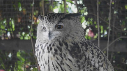 Eagle owl sitting and looking on the background of tree leaves
