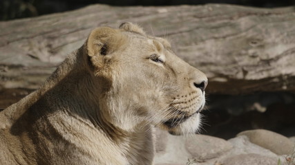 Portrait lioness basking in the warm sun after dinner
