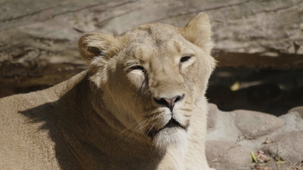 Portrait lioness basking in the warm sun after dinner