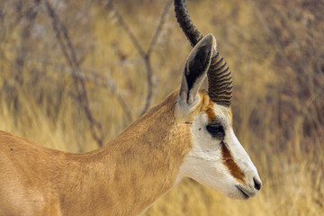 Side view of waterbuck eating at sunset during sunny day