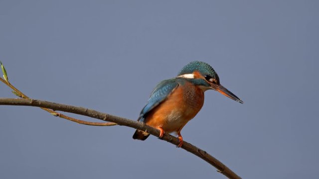 Common kingfisher (Alcedo atthis) couple courtship ritual