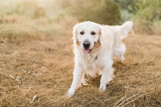 Golden retriever walking alone in paddock