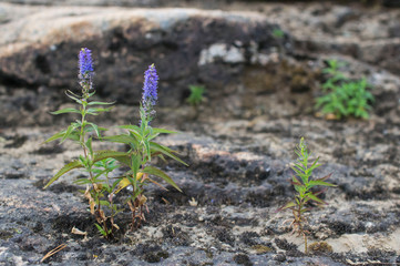 plants on stone