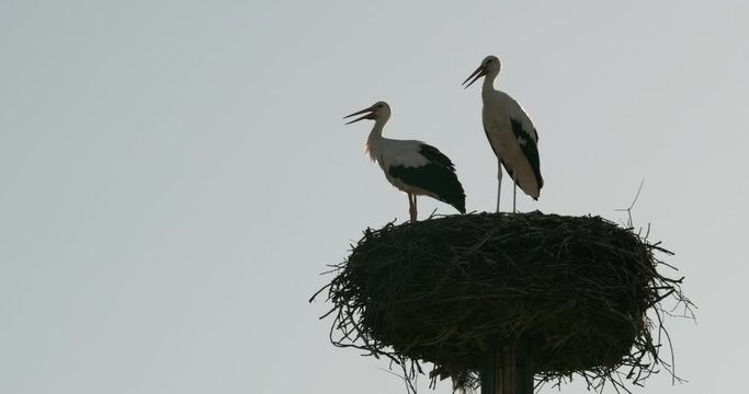 Zwei Junge St&radic;&part;rche im Nest Blick in Himmel 4k DCI