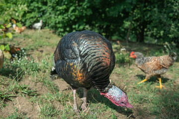 A turkey walking freely outside in the Swedish summertime.