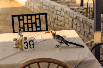 Hornbill at the ground (Toko) in Etosha National Park, Namibia, Africa. sitting on table