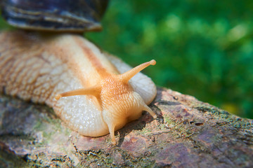 Snail crawling over old wood trunk. Selective focus. Low depth of field